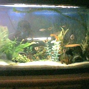 bad_pic_of_whole_tank001.jpg