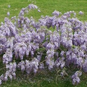 wysteria04.jpg