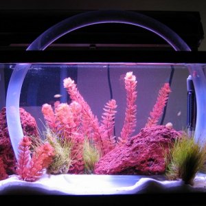 fish_005_crp.JPG