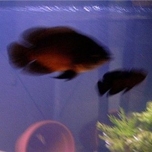 fishpics4.22.04again_004.jpg