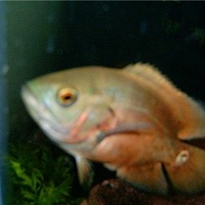 fishpics4.22.04again_009.jpg