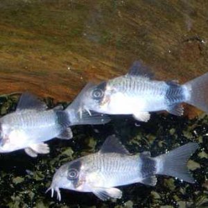 cory6b.jpg