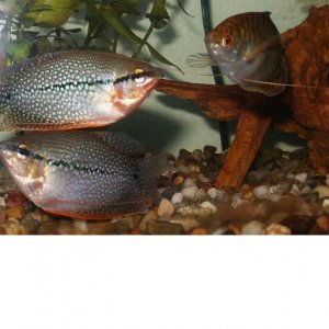 Gourami1.JPG