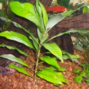 Plant.jpg
