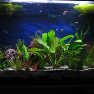 planttank.JPG