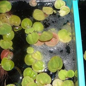 spirit_bubble_nest.jpg