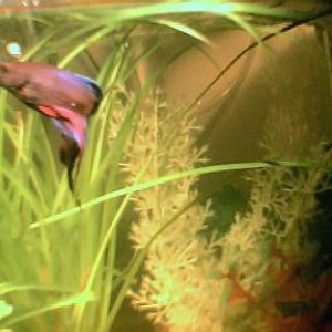 betta_with_a_few_colors001.jpg