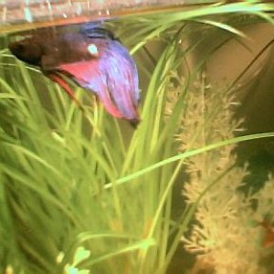 betta_smudge_n_glass001.jpg