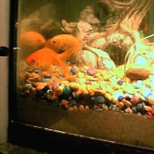 all_three_goldfish_in_corner_of_ten001.jpg