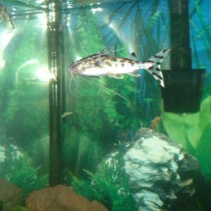 fishy3_055.jpg
