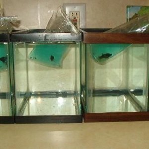 sbetta0.jpg
