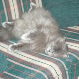 Oskar_sleep.JPG