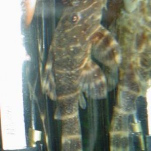 Cnv0018.jpg