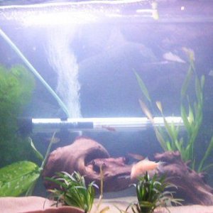 tank2.jpg