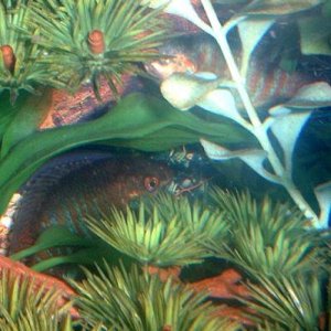 gourami.JPG