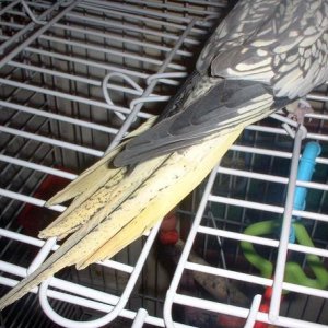bird_tail.JPG