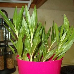 plant3.jpg
