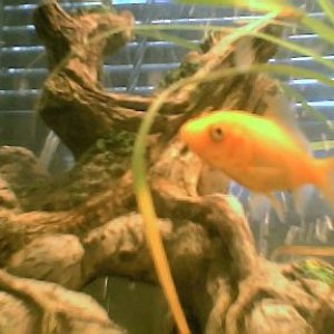 small_goldfish001.jpg