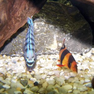 saulosi_and_clown.jpg