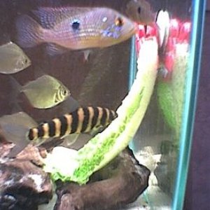 Lettuce_frenzy_5.jpg
