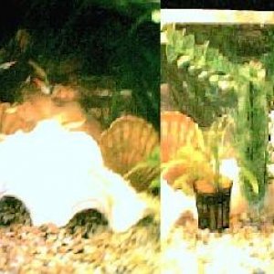 full_tank_small_sig.jpg