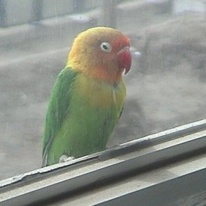 301bird01.JPG