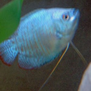 gourami.jpg