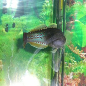 Andrew__s_tanks_2_016.jpg