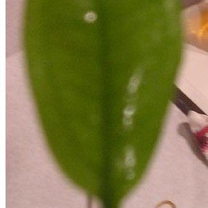 small_leaf.jpg