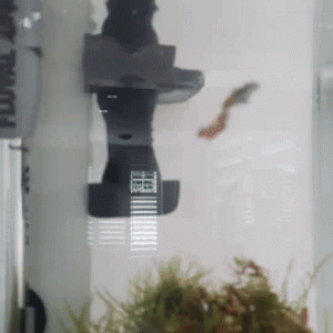 h4UHCuRnJhvWwSvIb8.gif