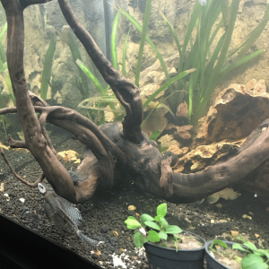 Bristlenose trio.png