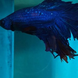Itachi in blue 2.jpg