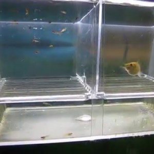 guppy-breeder-box.jpg