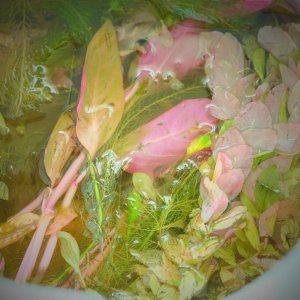 DSCF1508.JPG