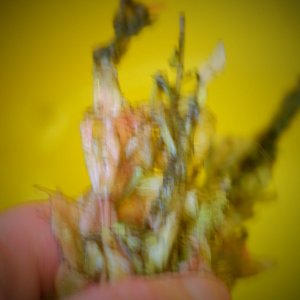 DSCF1540.JPG
