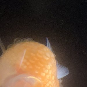 5BBC0015-FB93-4EA7-A09A-565360F3AB83.jpeg
