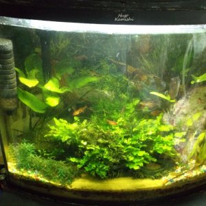 my tropical tank xxxxxxxxxxxxx.jpg