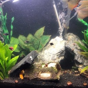 Tank A Dirty.jpg