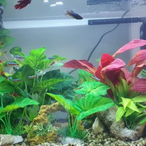 Tank2.0F.jpg