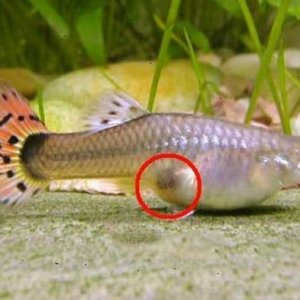 Guppies-Gravid-Spot.jpg
