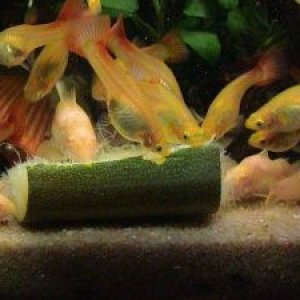 plecoCourgette.jpg