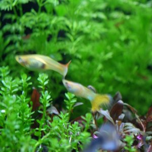 DSCF2707.JPG