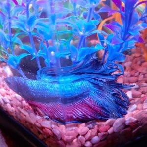 Betta 09.16 New Tank.jpg