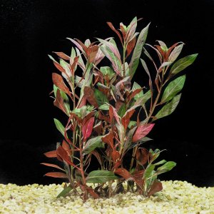 ludwigia_glandulosa.jpg