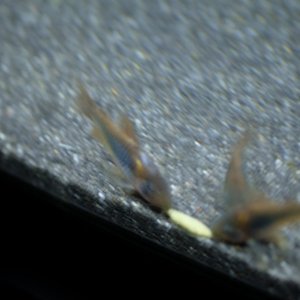 DSCF3039.JPG