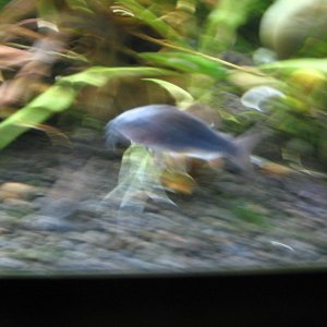 Cory cat 4.JPG