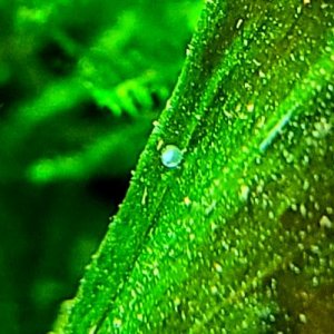 20200924_202644egg.jpg