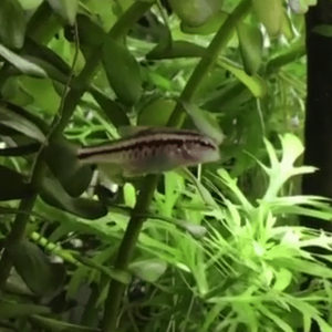 fish3.png