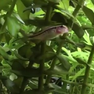 fish2.jpg