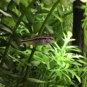 fish.jpg